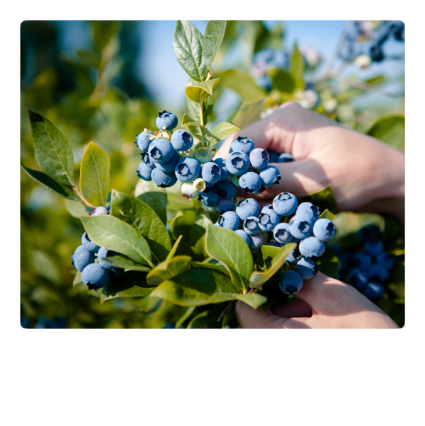 Heidelbeeren