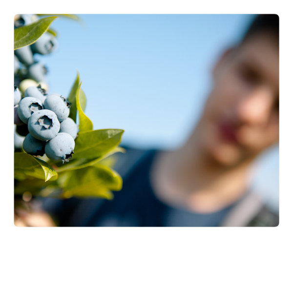 Heidelbeeren