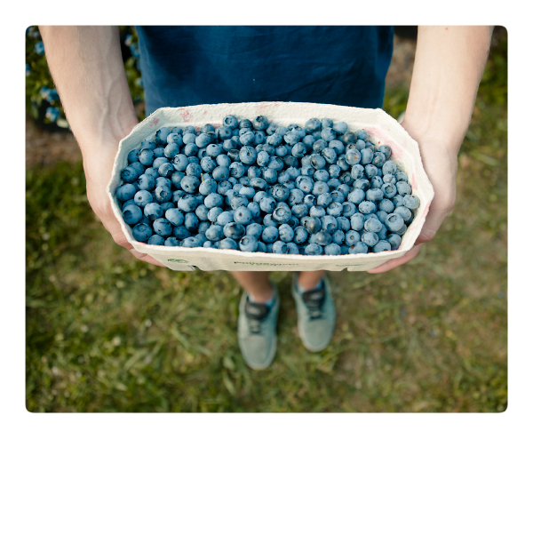Heidelbeeren