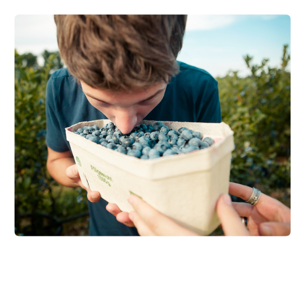 Heidelbeeren