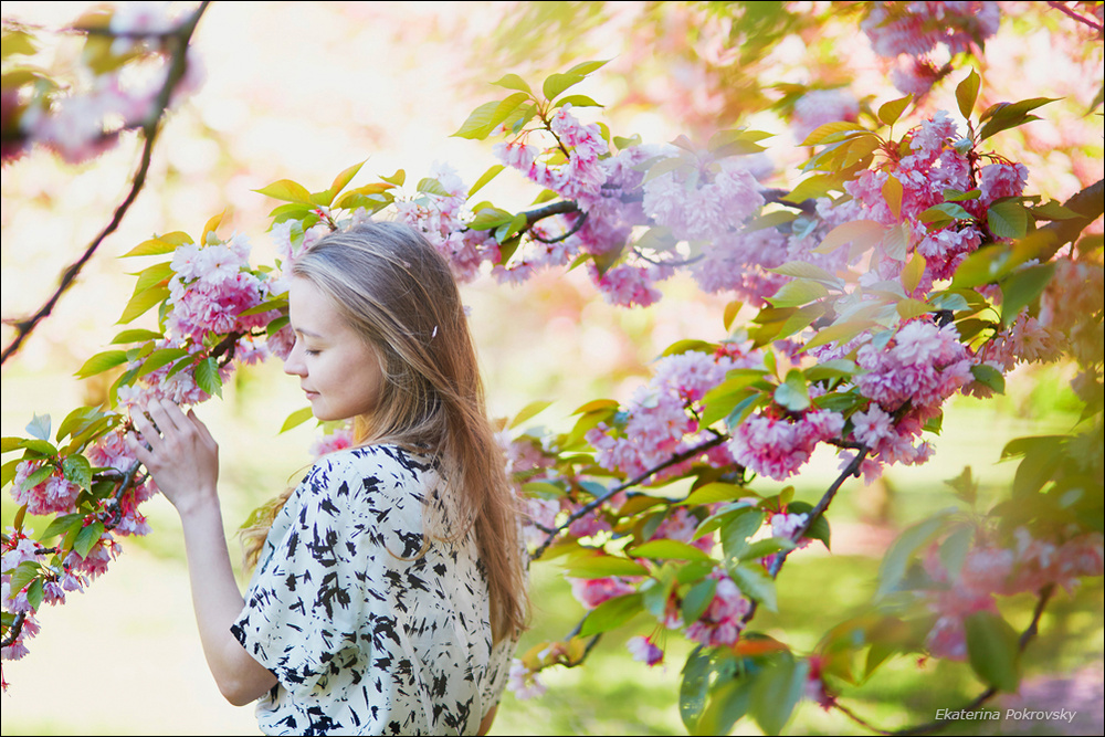 Cherry blossom in Sceaux