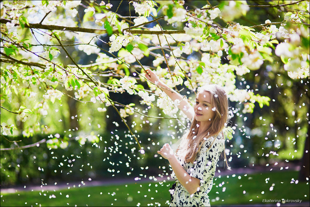 Cherry blossom in Sceaux