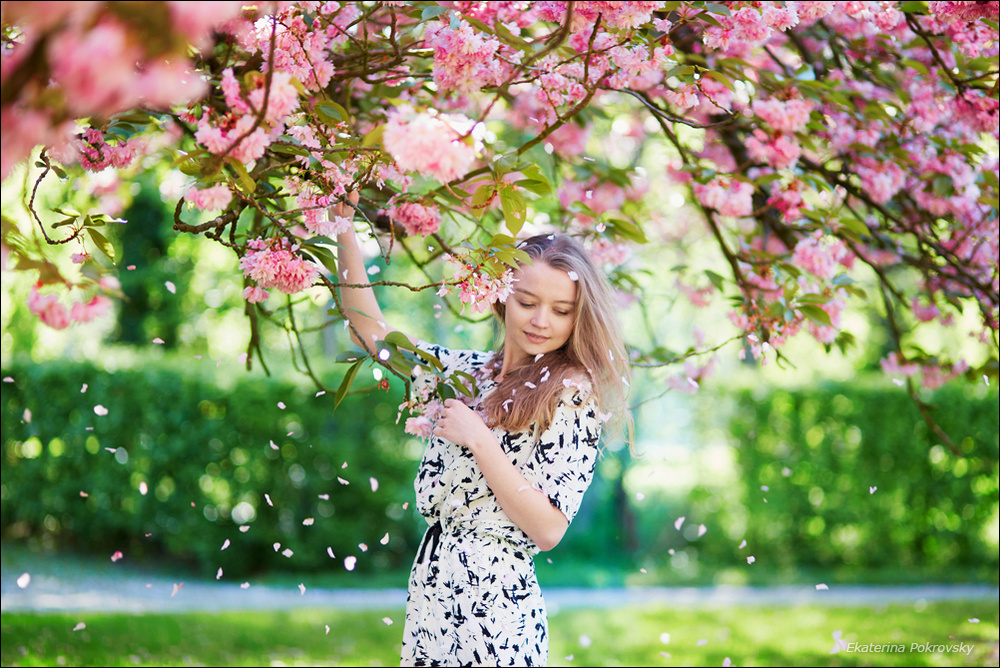 Cherry blossom in Sceaux