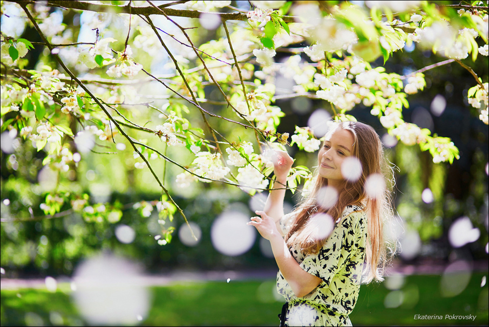 Cherry blossom in Sceaux