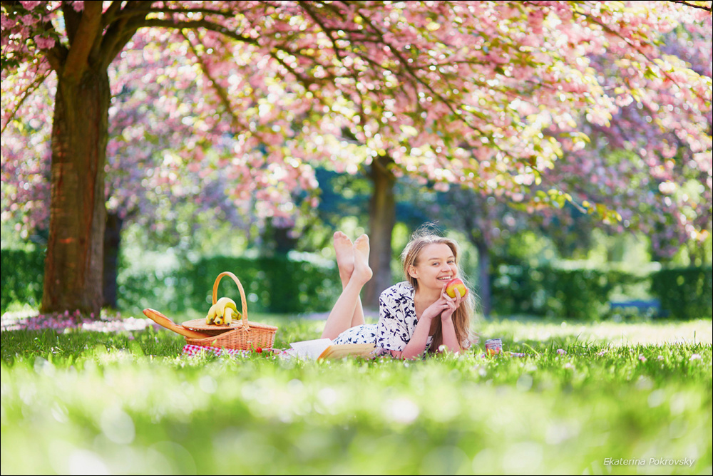 Cherry blossom in Sceaux