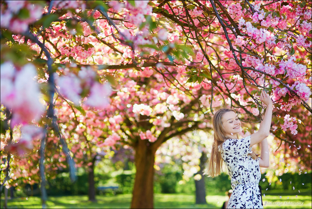 Cherry blossom in Sceaux