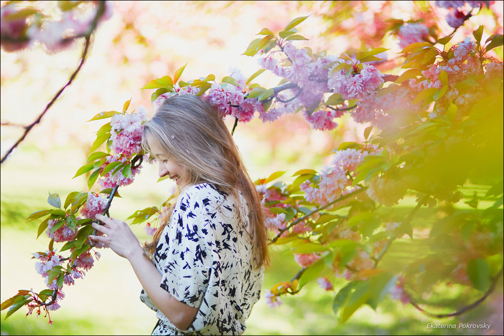 Cherry blossom in Sceaux