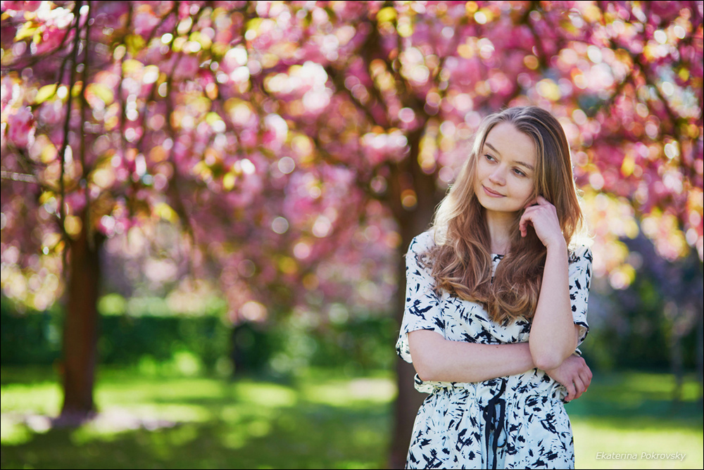 Cherry blossom in Sceaux