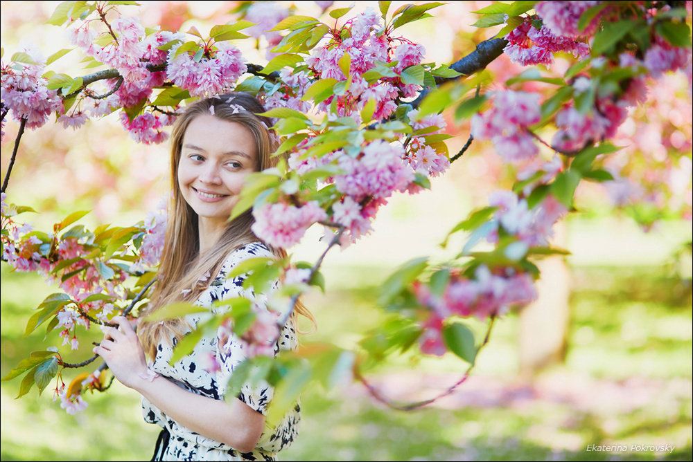 Cherry blossom in Sceaux
