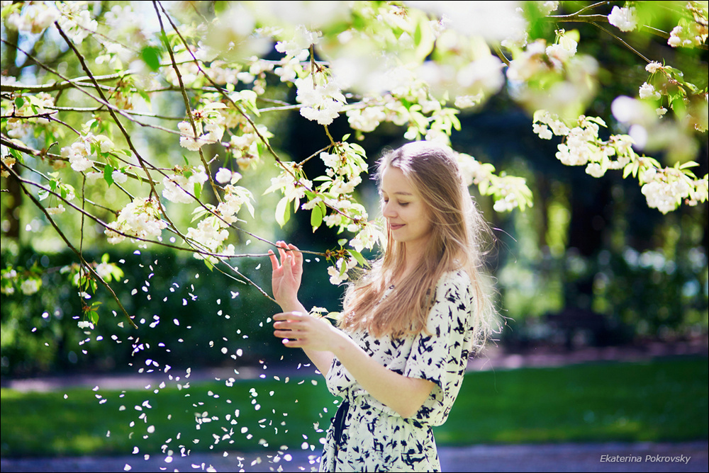 Cherry blossom in Sceaux