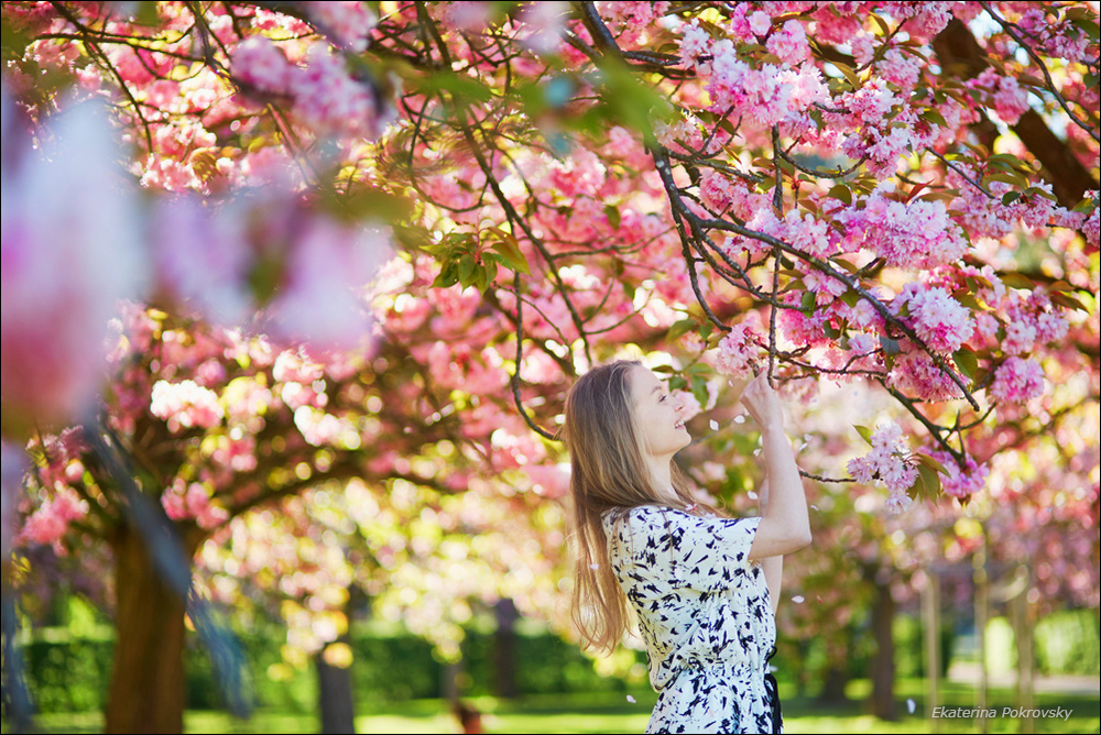 Cherry blossom in Sceaux