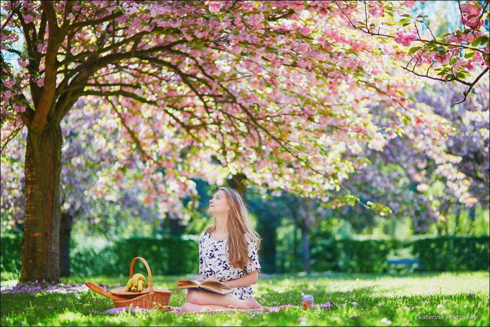 Cherry blossom in Sceaux