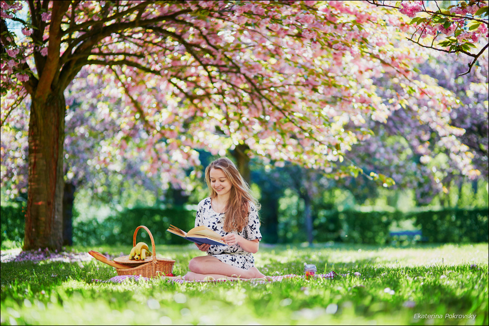 Cherry blossom in Sceaux