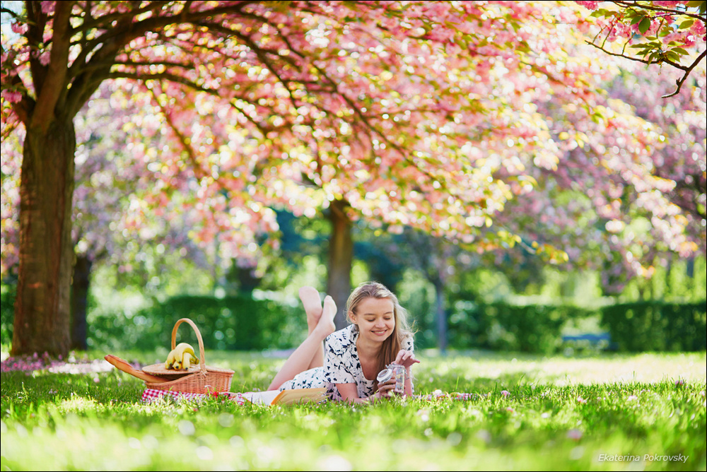 Cherry blossom in Sceaux