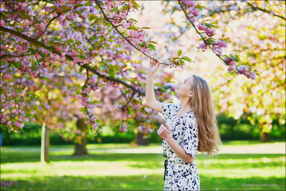 Cherry blossom in Sceaux