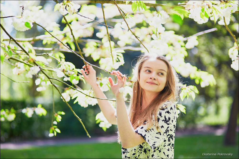 Cherry blossom in Sceaux
