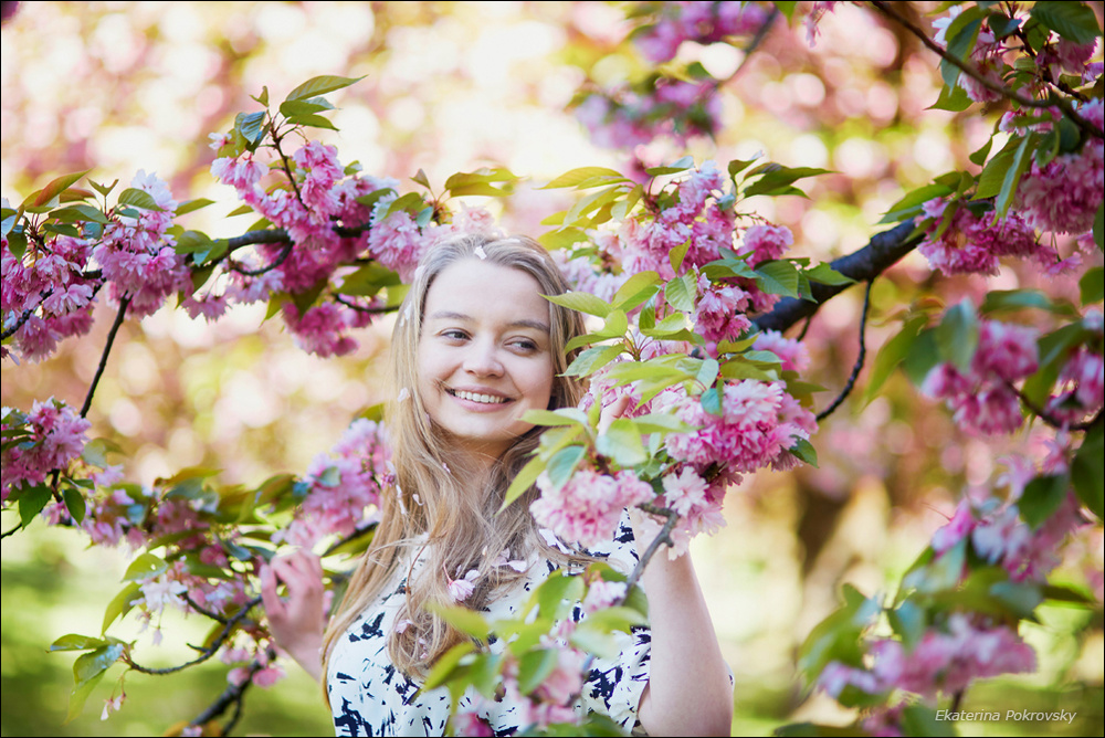 Cherry blossom in Sceaux