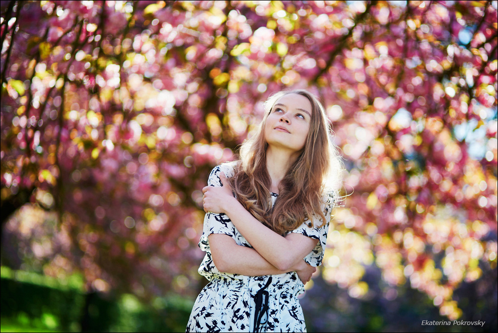 Cherry blossom in Sceaux
