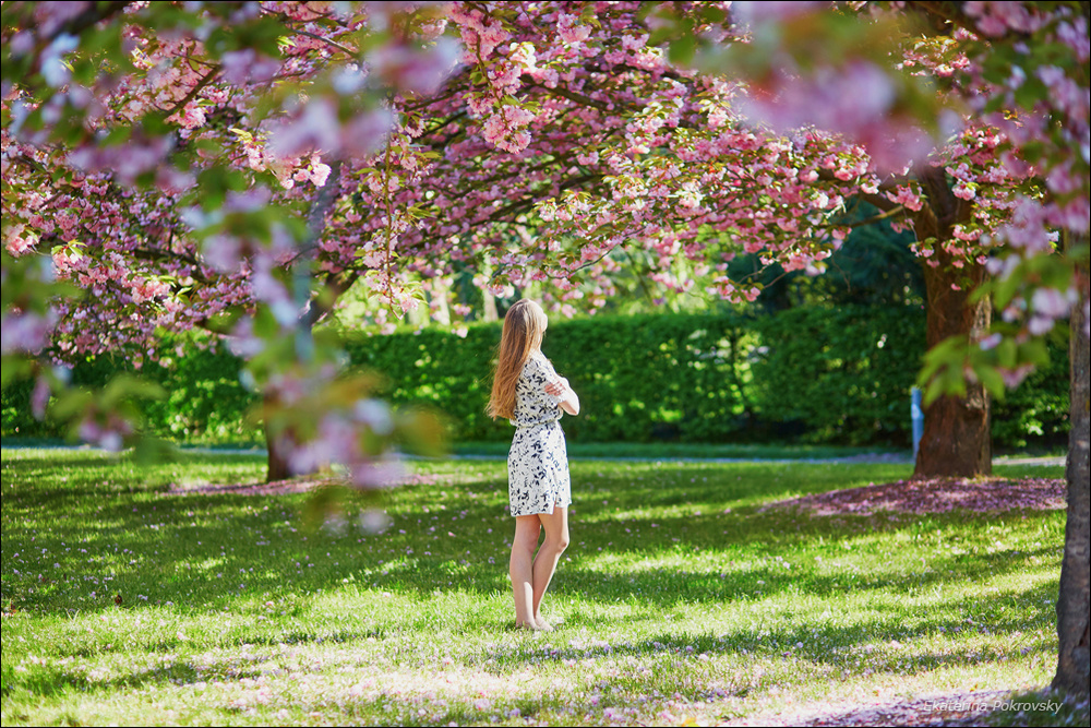 Cherry blossom in Sceaux