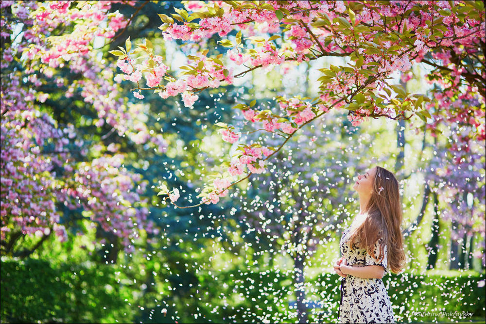 Cherry blossom in Sceaux