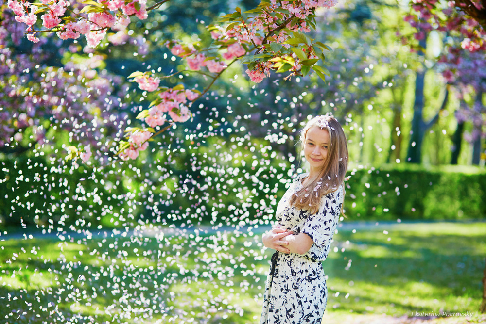 Cherry blossom in Sceaux