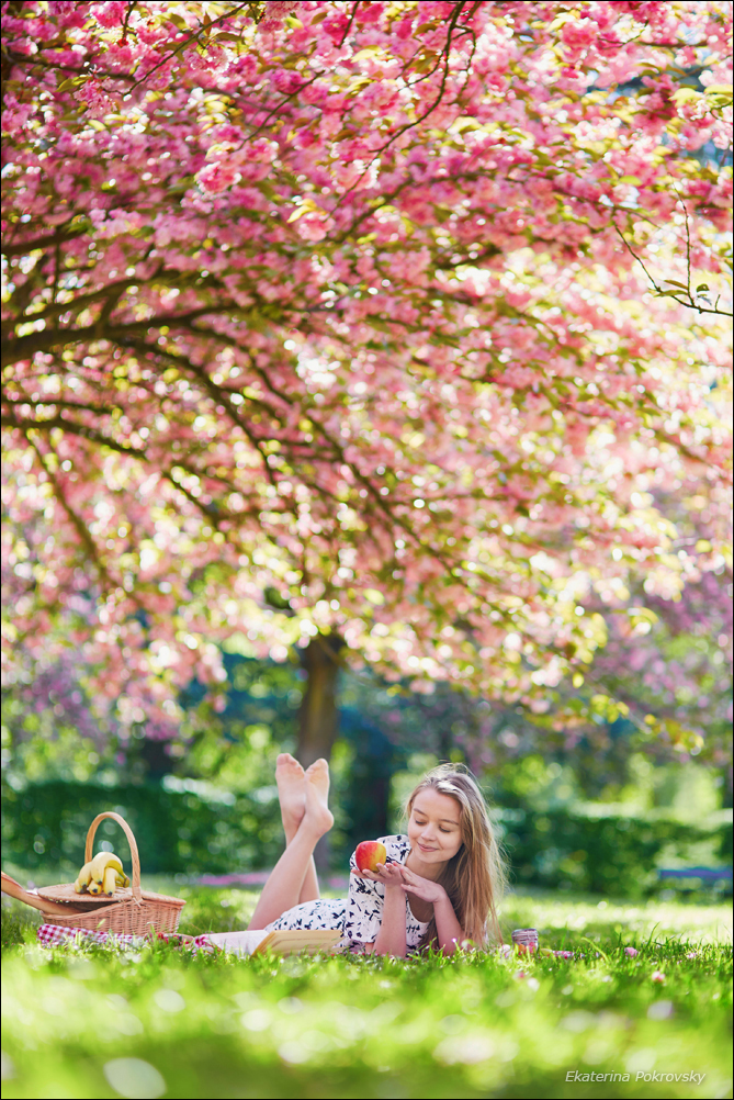 Cherry blossom in Sceaux