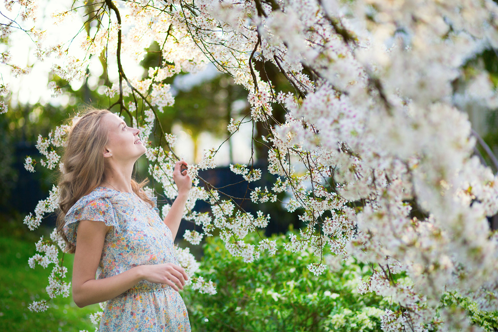 Cherry blossom