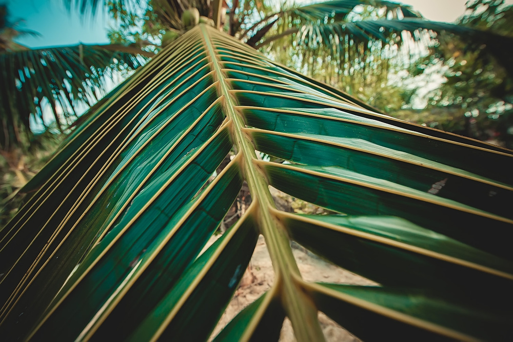 Thai, Phangan - HoneyFullmoon 2014