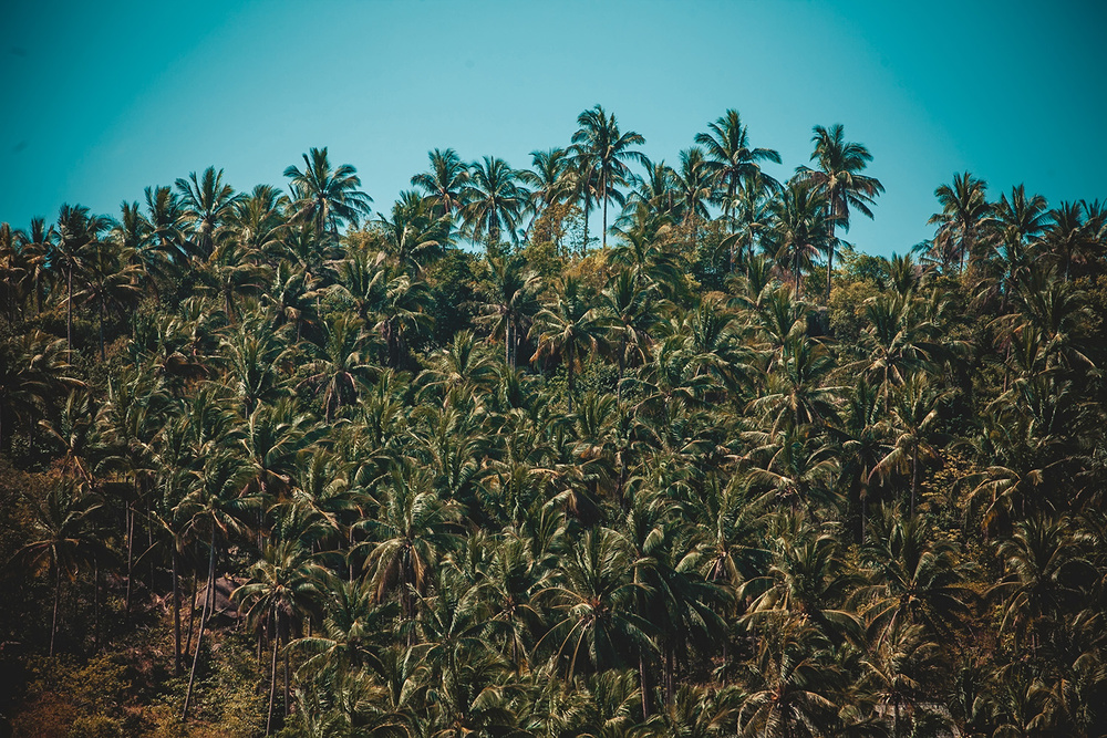 Thai, Phangan - HoneyFullmoon 2014
