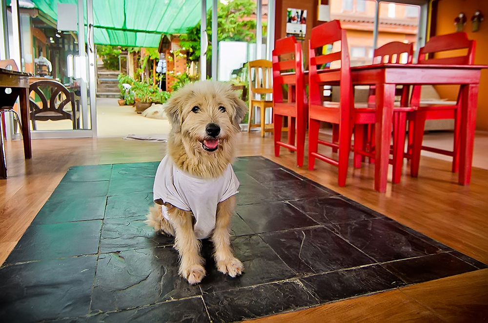 Thai, Phangan - HoneyFullmoon 2014
