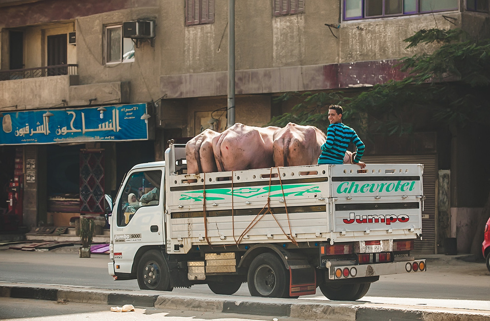 Egypt, Cairo, desert 2012