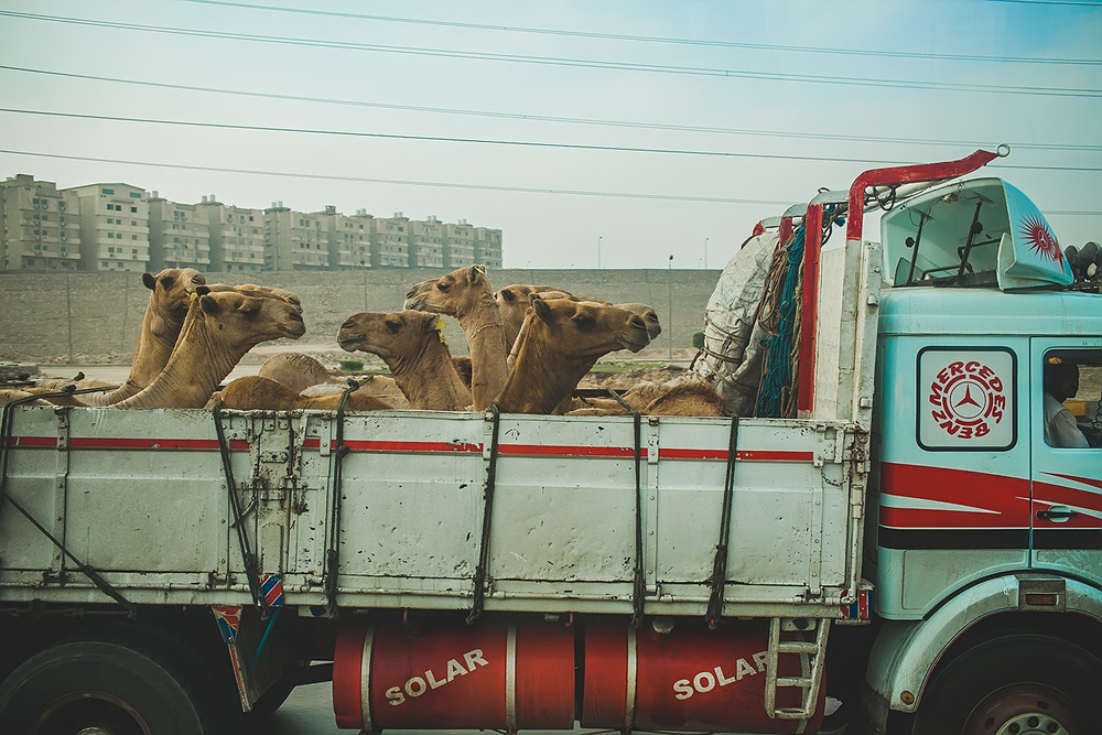 Egypt, Cairo, desert 2012