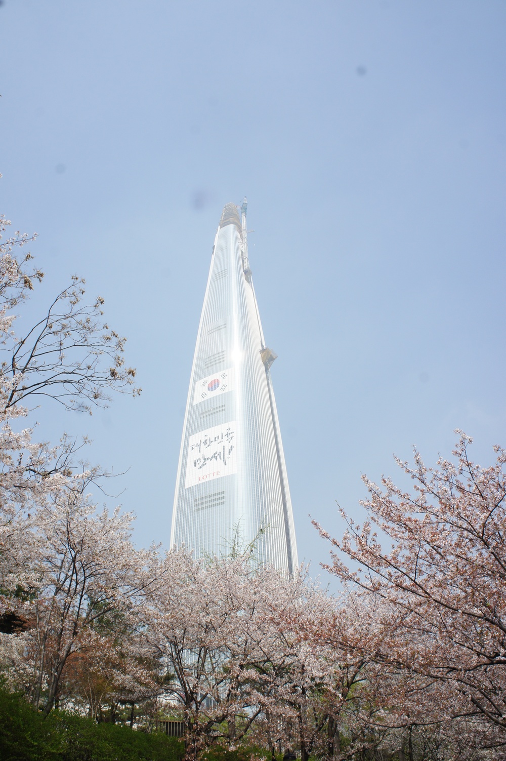 Cherry Blossom Festival in Korea