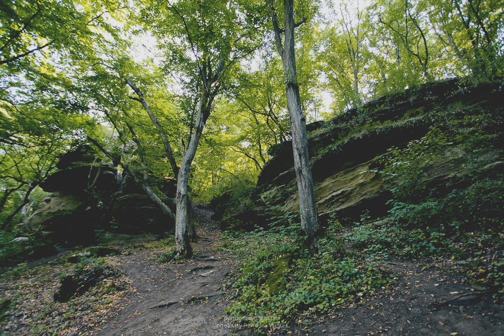 Буша 2015