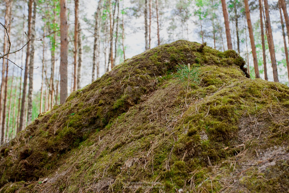 Каменное Село 2015