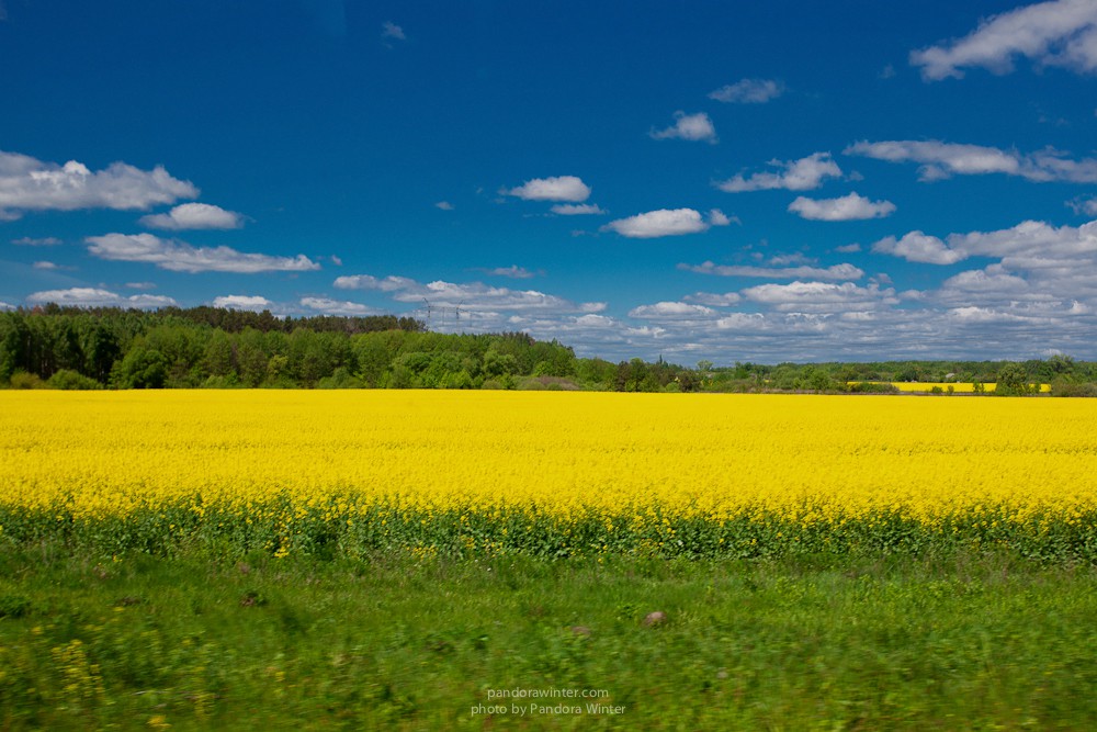 Каменное Село 2015