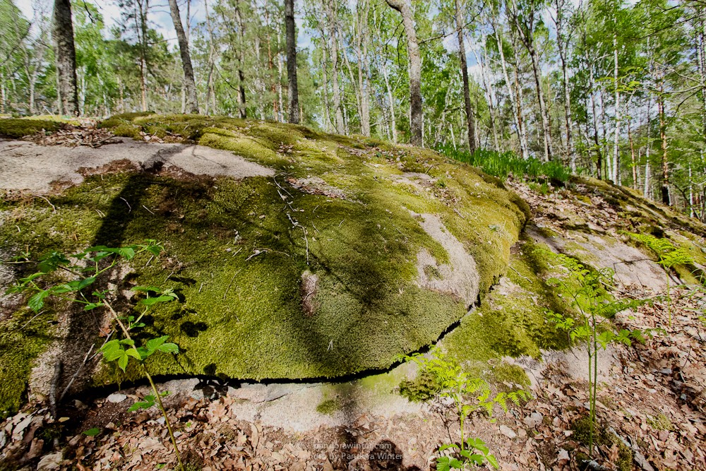 Каменное Село 2015