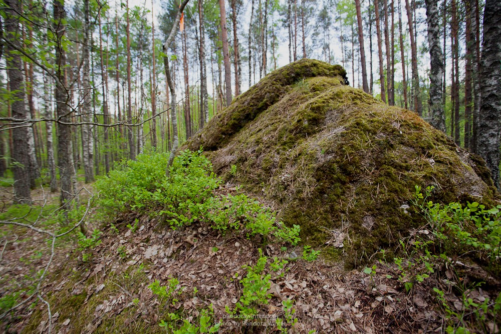 Каменное Село 2015
