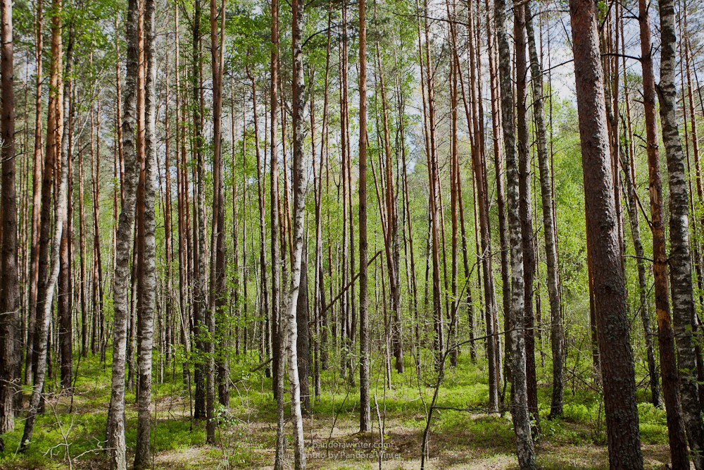 Каменное Село 2015