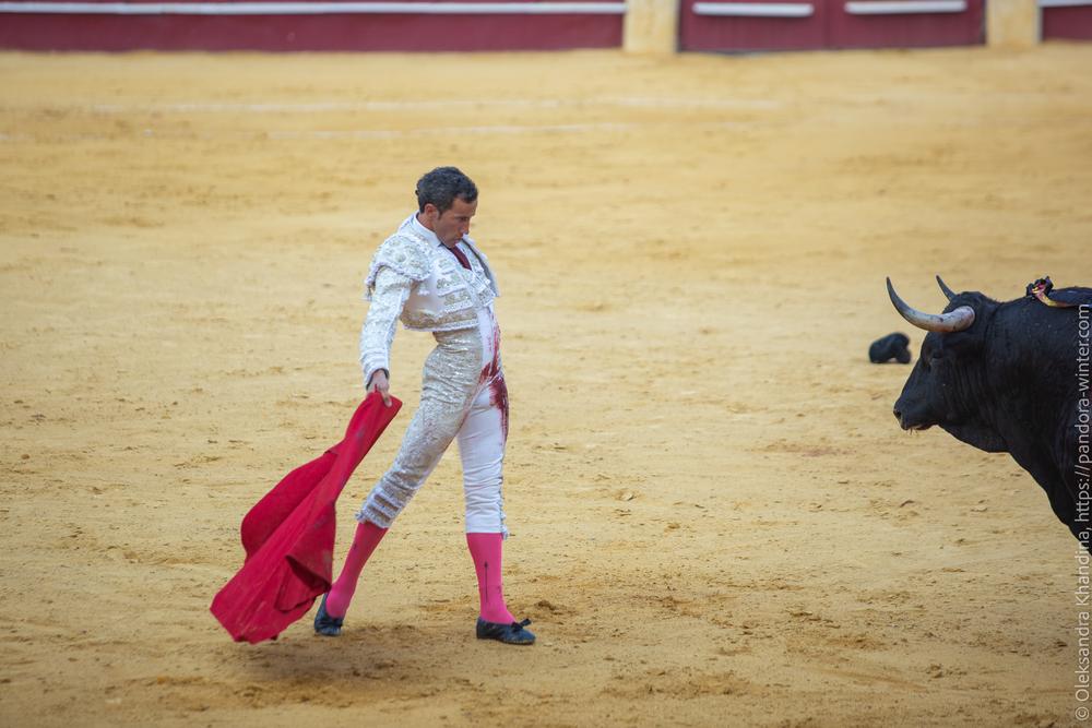 Taurina @ La plaza de La Malagueta, 2025-08-19 
