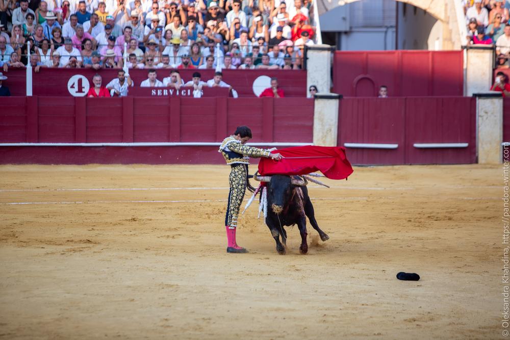 Taurina @ La plaza de La Malagueta, 2025-08-19 