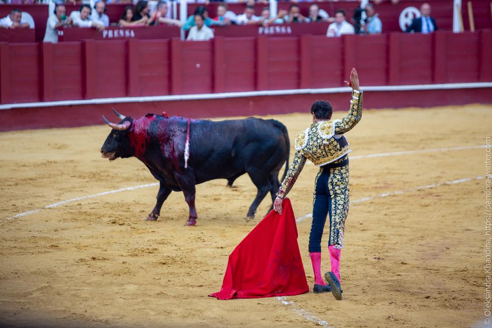 Taurina @ La plaza de La Malagueta, 2025-08-19 