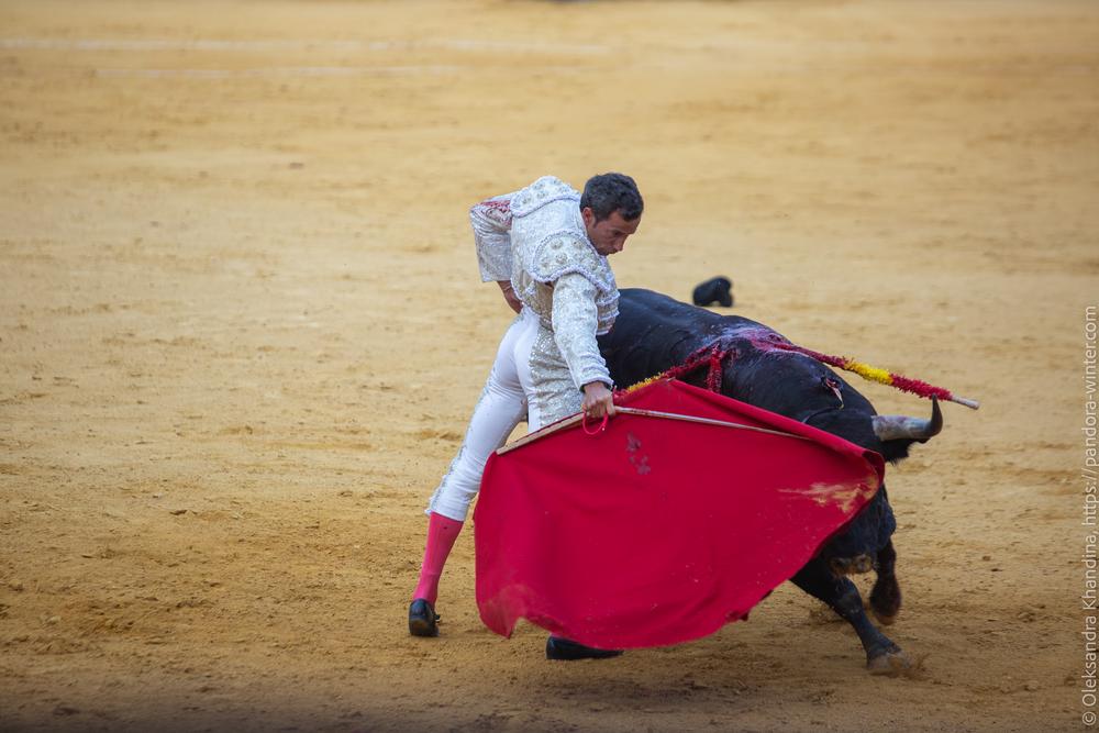 Taurina @ La plaza de La Malagueta, 2025-08-19 