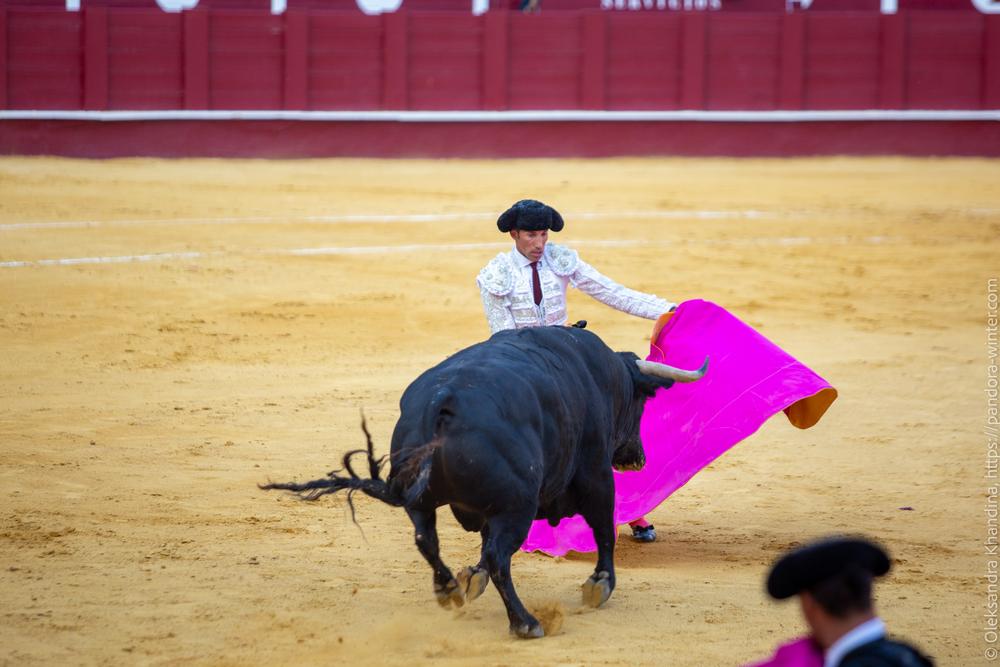 Taurina @ La plaza de La Malagueta, 2025-08-19 