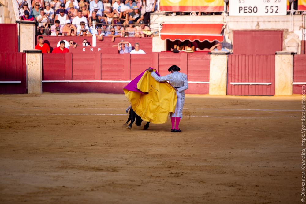 Taurina @ La plaza de La Malagueta, 2025-08-19 