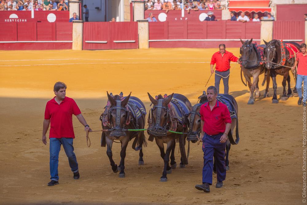 Taurina @ La plaza de La Malagueta, 2025-08-19 