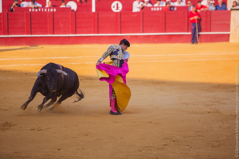 Taurina @ La plaza de La Malagueta, 2025-08-19 