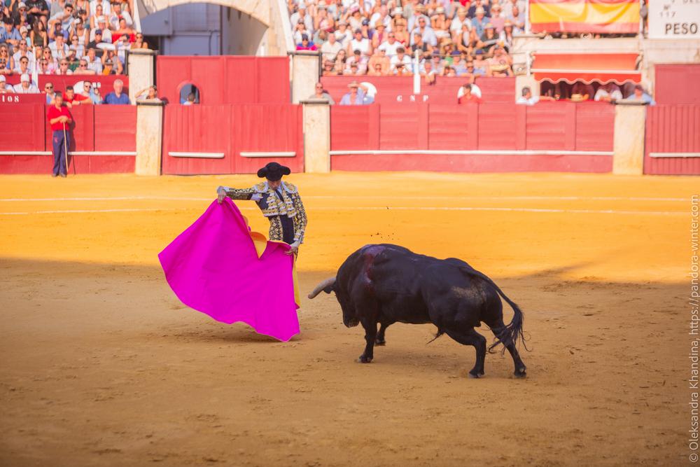 Taurina @ La plaza de La Malagueta, 2025-08-19 