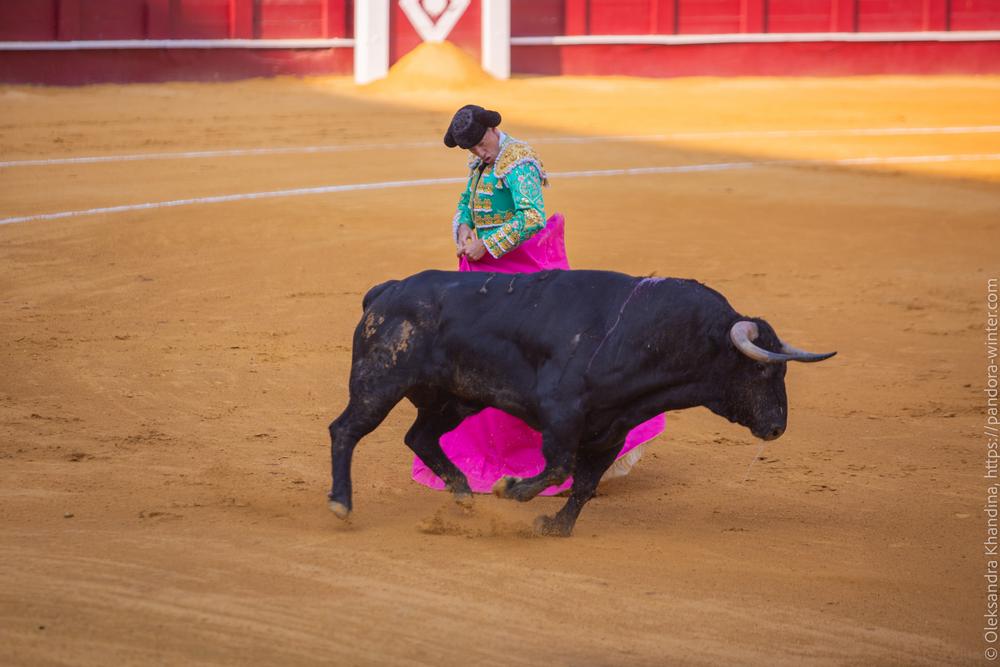 Taurina @ La plaza de La Malagueta, 2025-08-19 