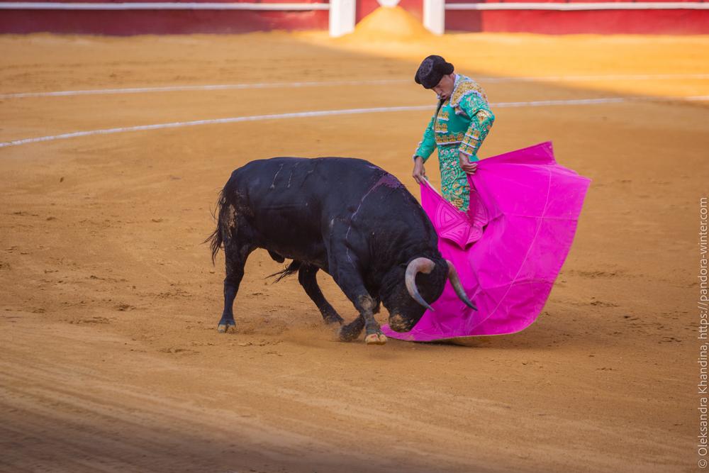Taurina @ La plaza de La Malagueta, 2025-08-19 